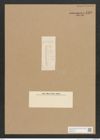 Diatomeae indet. Zeichnungen Sammlung Grunow Nr. 4522 (NHMW-BOT-W0372491)